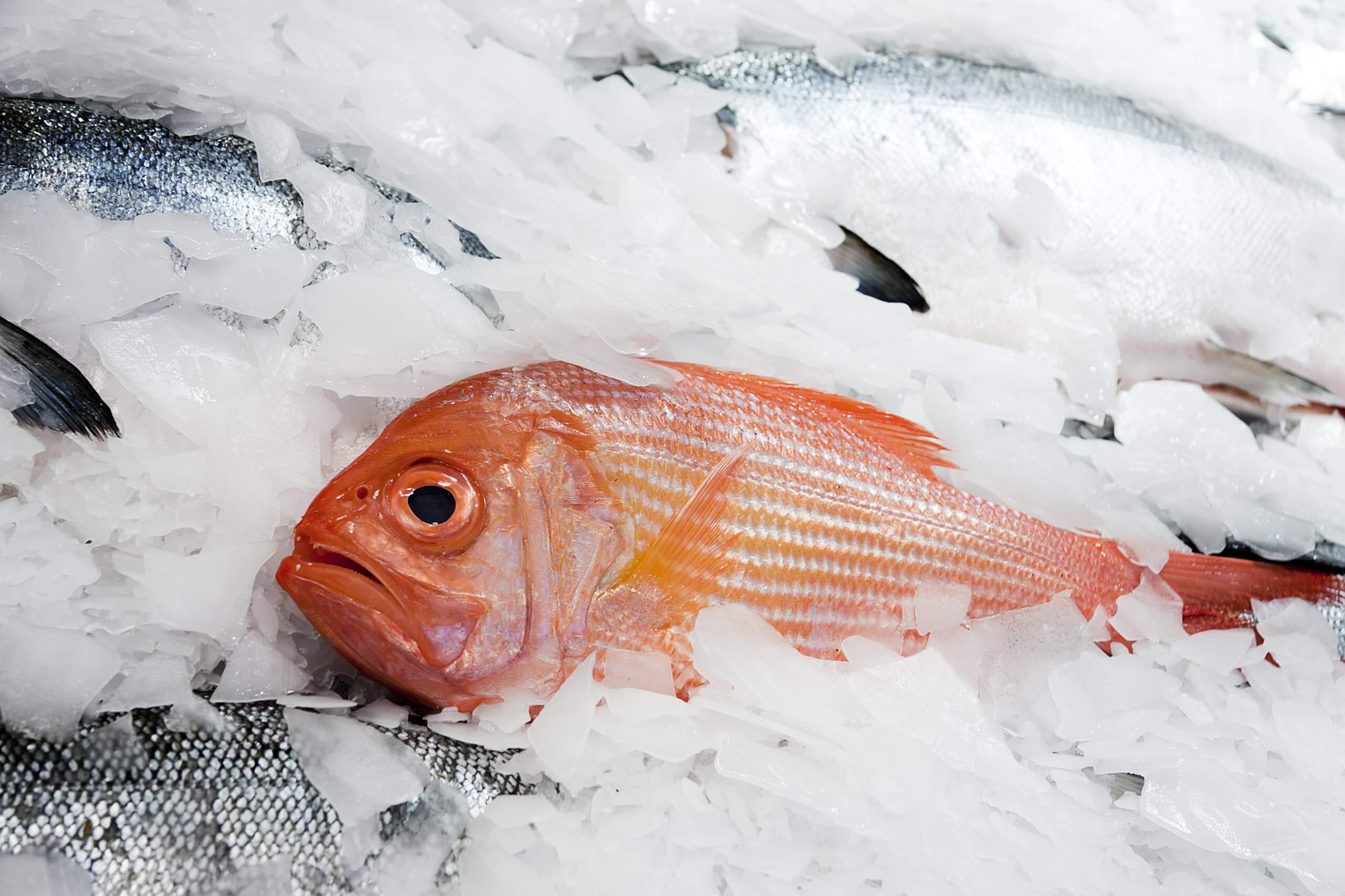 Fresh Red Snapper on Ice